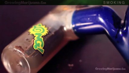 Smoking Weeds: Cheap Marijuana Seeds