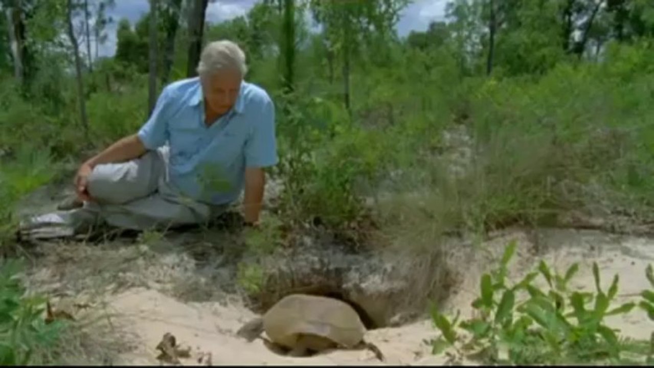 Lonesome George's Story | Galapagos Tortoise by BBC