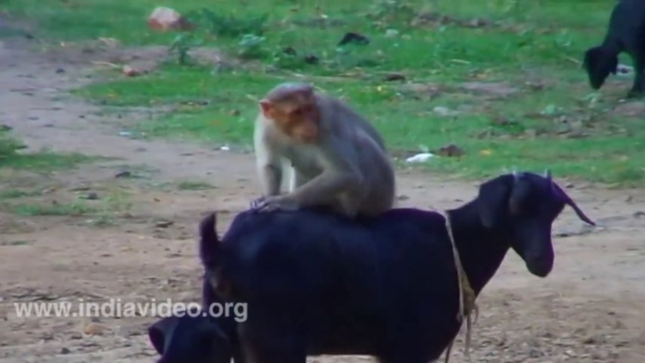 Goat and Monkey funny video