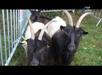 2013_08_25 fete paysanne B