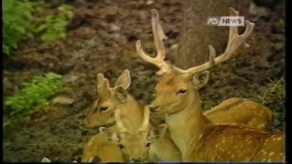 CACCIA AI CERVI: "SERVE PIU' REALISMO"