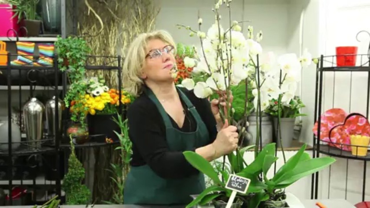 Composition d'Orchidées blanches avec Aquarelle