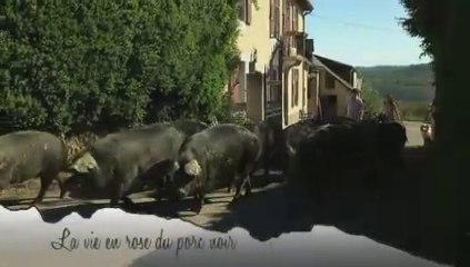 Les rencontres de Marina épisode 12 - La vie en rose du porc noir