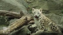 Snow Leopard Cub Makes Bronx Zoo First Steps!! So cute...