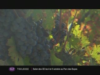 Vendanges au domaine de Candie (Toulouse)