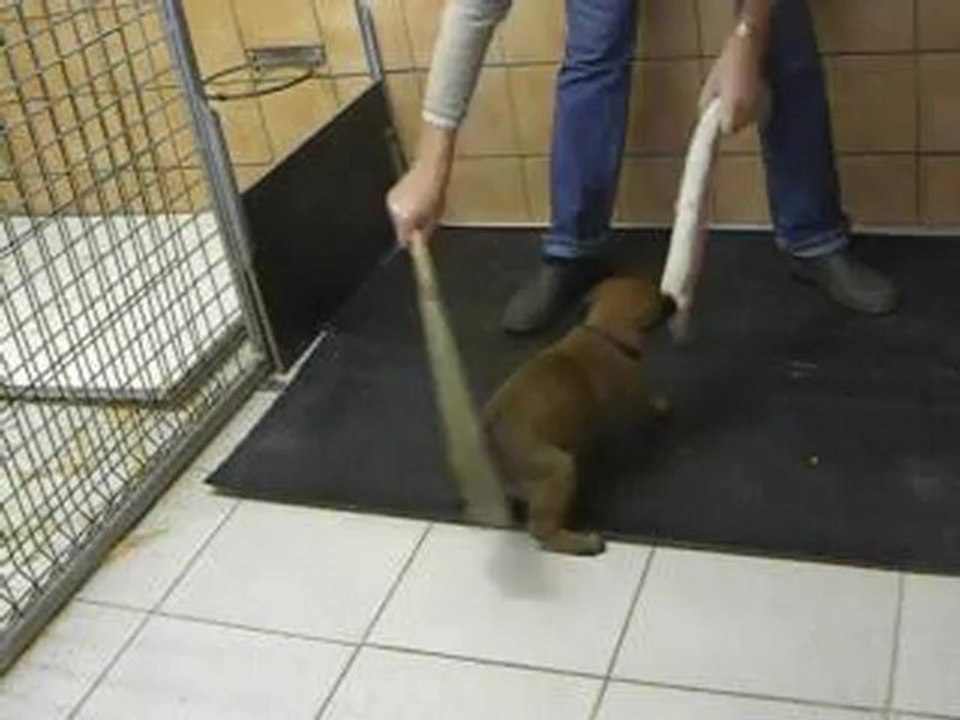 Chiots Dogtra/Dusty Débourrage 5 semaines2