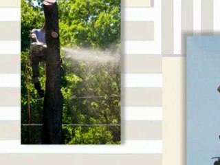 A Plus Tree Services - (605) 310-2543