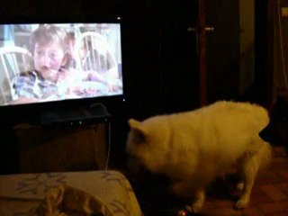 furka qui regarde bethoveen