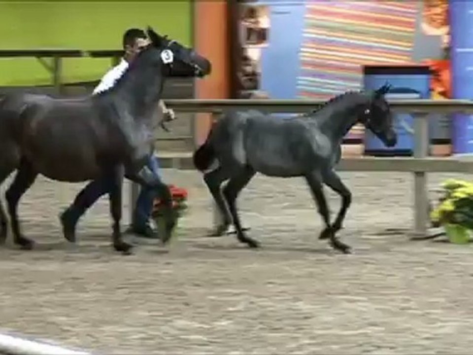 Couleur Pur Tartifume concours haras de hus