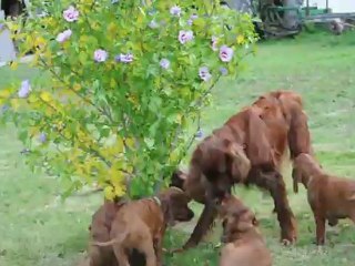 Flavy  jouent avec ses chiots
