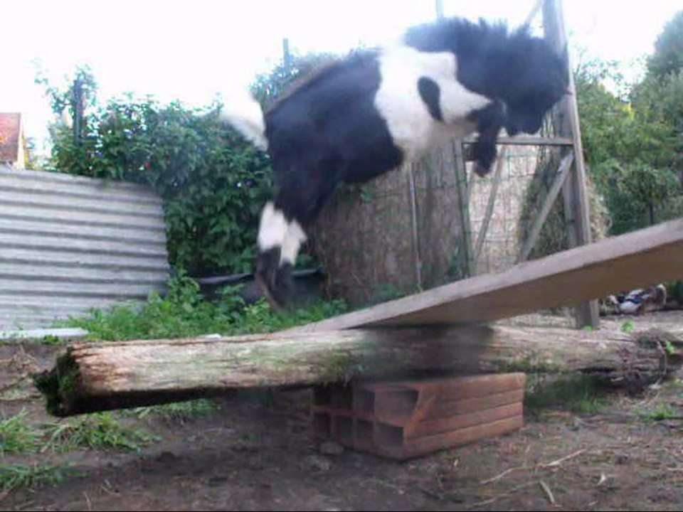 Trotting Scrat + bascule