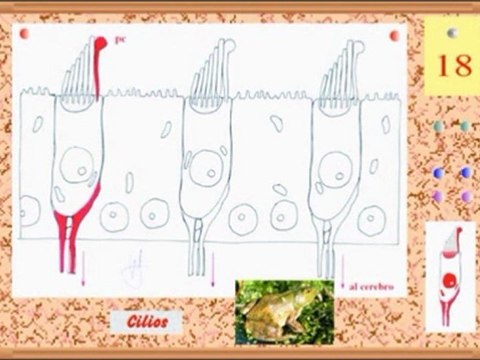 Cerebro, Musica y Lenguaje 1 de 4 Anatomia de la Audicion - Prof Manuel Lafarga