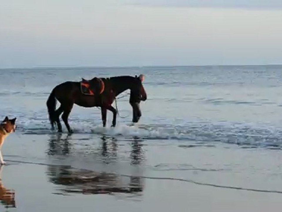 Rocco les pieds dans l'eau (non sans peine ^^)