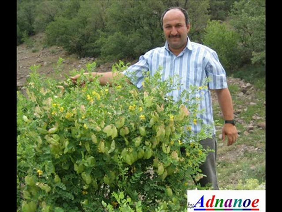 adn123  BilgeAdam SADİ  Akcakese Güdül ADNAN ÖZTÜRK Kusay akcakesetv