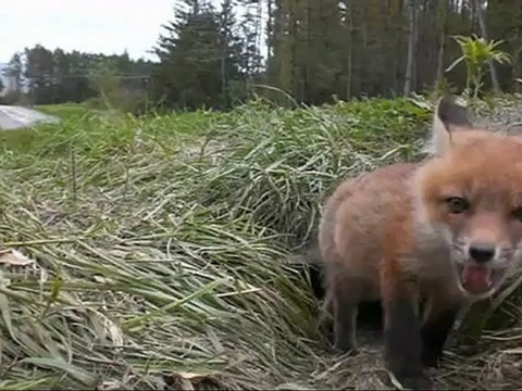 Bébé renard se réveille