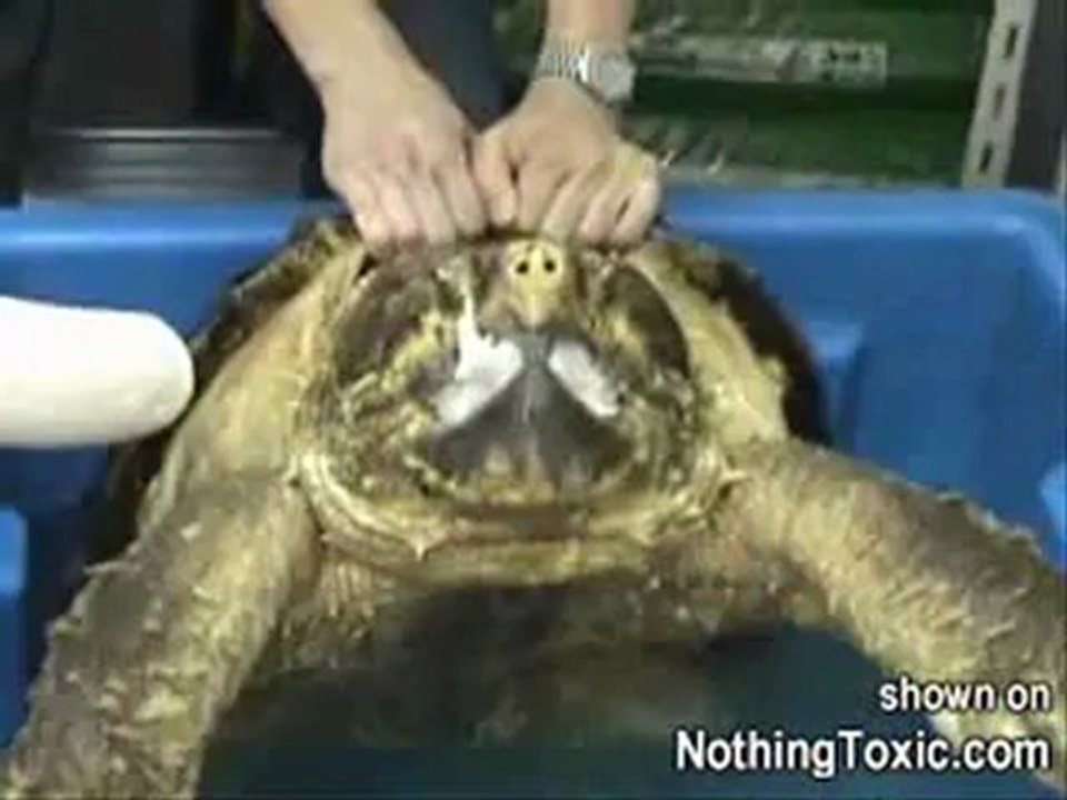 Tortue alligator