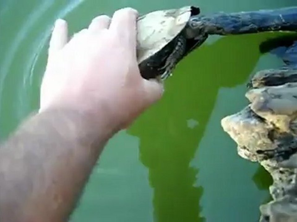 Sauver une tortue