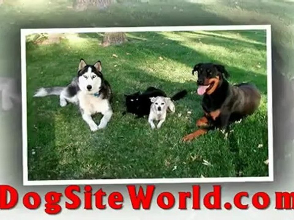 Dog Site World Pet Store - Top Online Dog Store - Top Dog Store