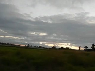 Palmiers en Normandie