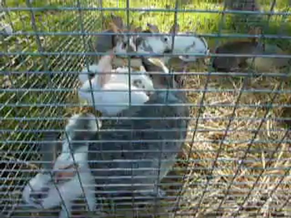 Fête des vendanges Chartres 2012 - Animaux de la ferme 1