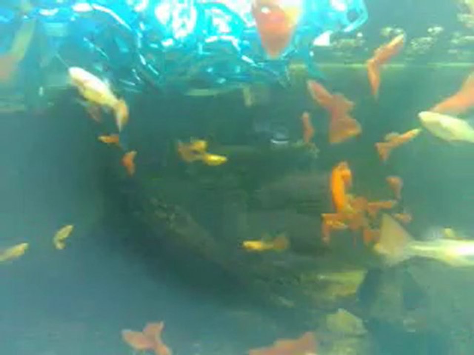 Albino Full Redler