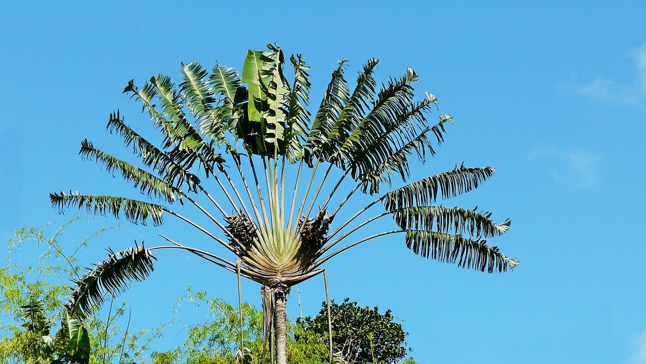 L'est de Madagascar