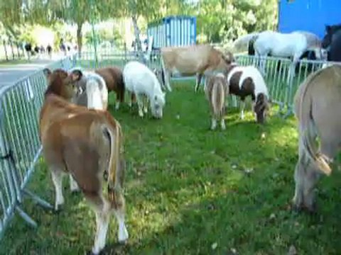 Fête des vendanges Chartres 2012 - Animaux de la ferme 2