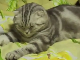 Chat qui s'endort d'un coup !