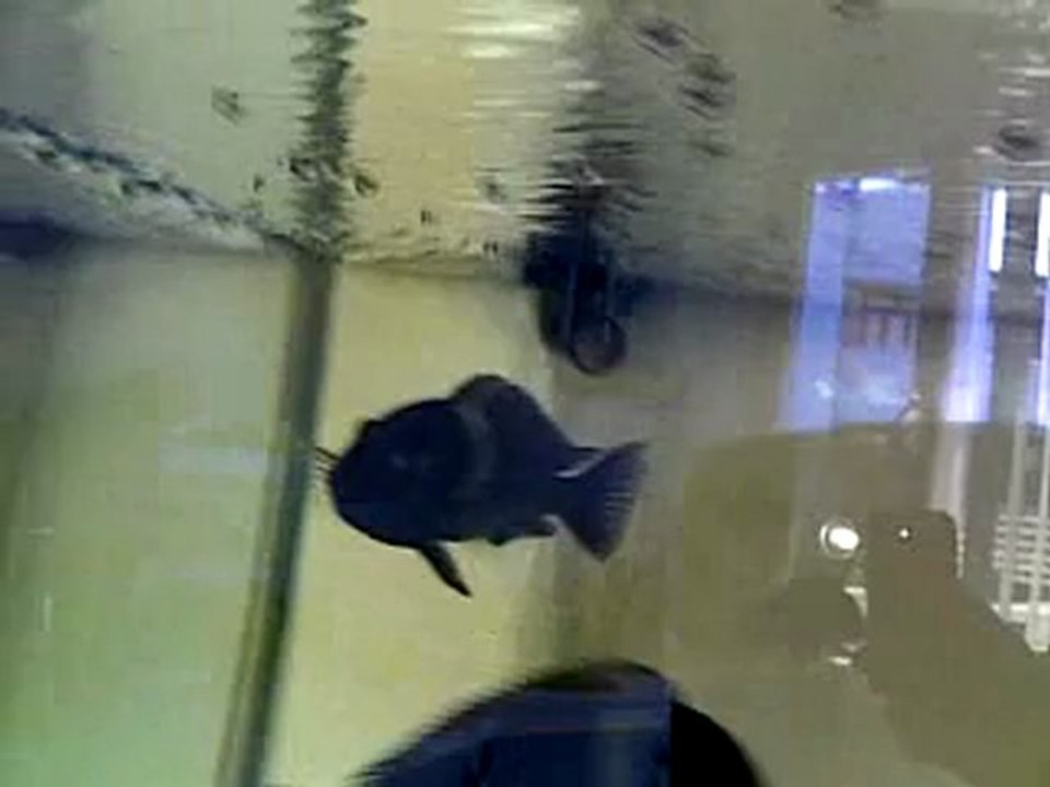 Tropheus Duboisi Maswa