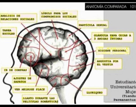 Neurologia de la Musica y el Lenguaje 10 Areas corticales - Prof Manuel Lafarga