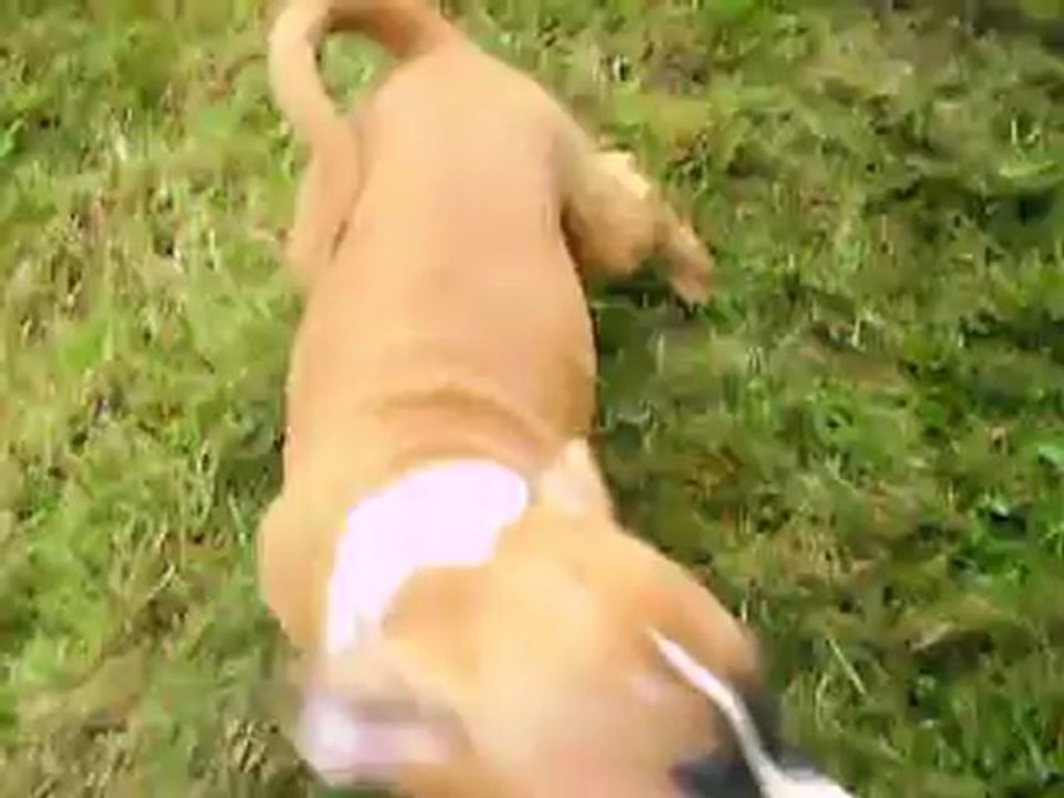 vidéo du 30.09.12 des 3 femelles...