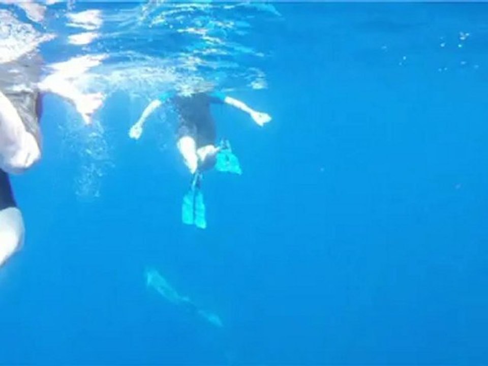 Nager avec les Dauphins 2012 - Bateau Annett à Cannes – Mandelieu en France