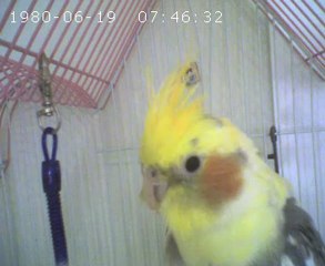 sultan papağanın yakın çekimi