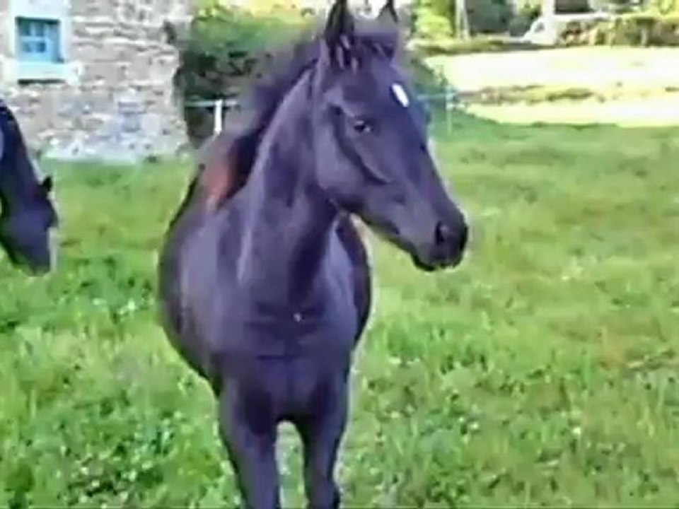 cashmir de chaumont