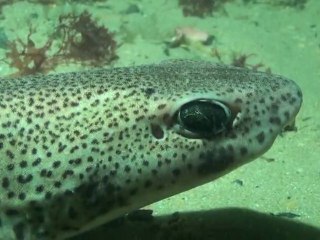 Plongée sur l'épave du St Hubert