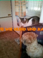 Zwei wie Hund und Katz