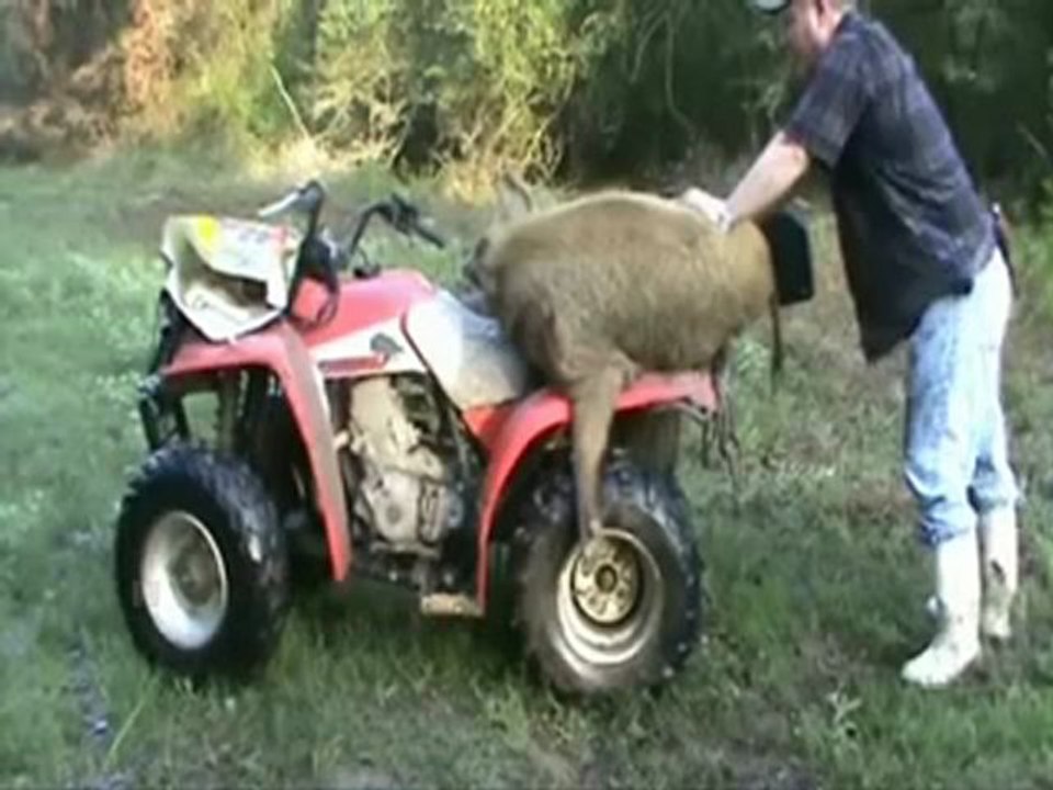 The Hog Zone # 3