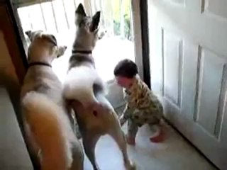 Bebeği Güldüren Köpekler