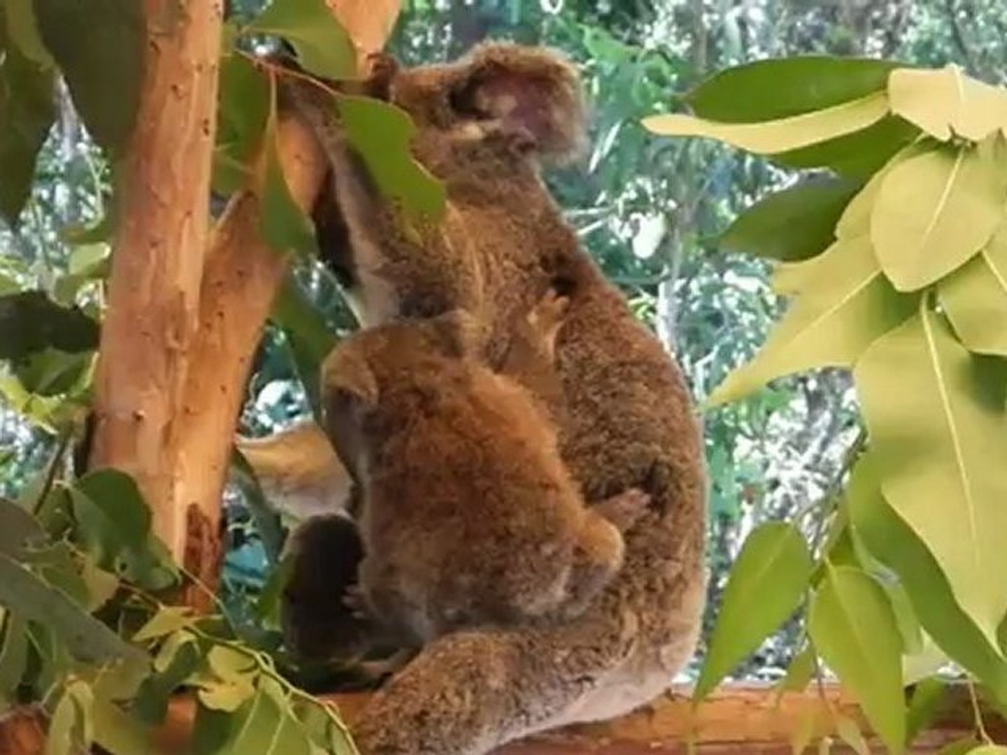 ⁣Koala