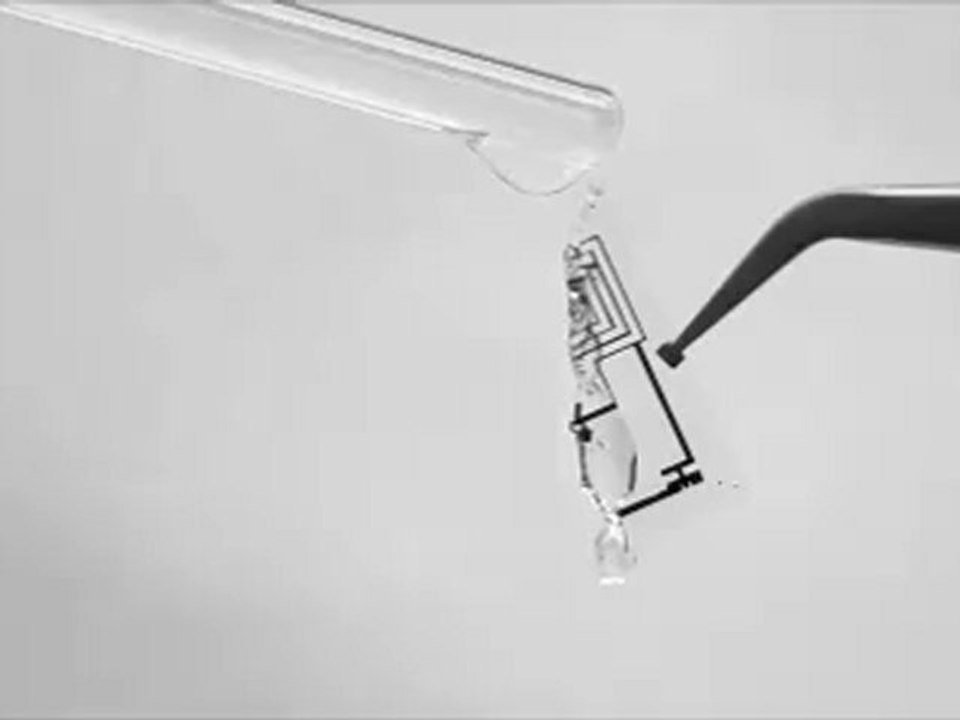 Image courtesy of the Beckman Institute, University of Illinois