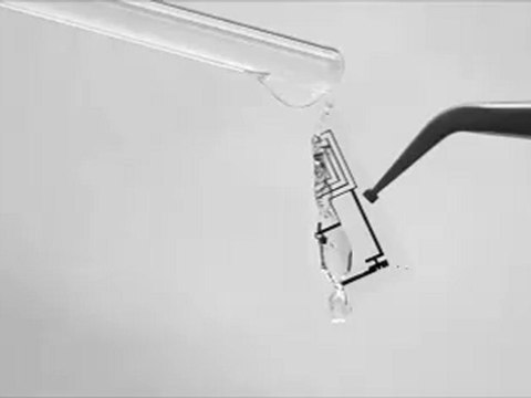 Image courtesy of the Beckman Institute, University of Illinois