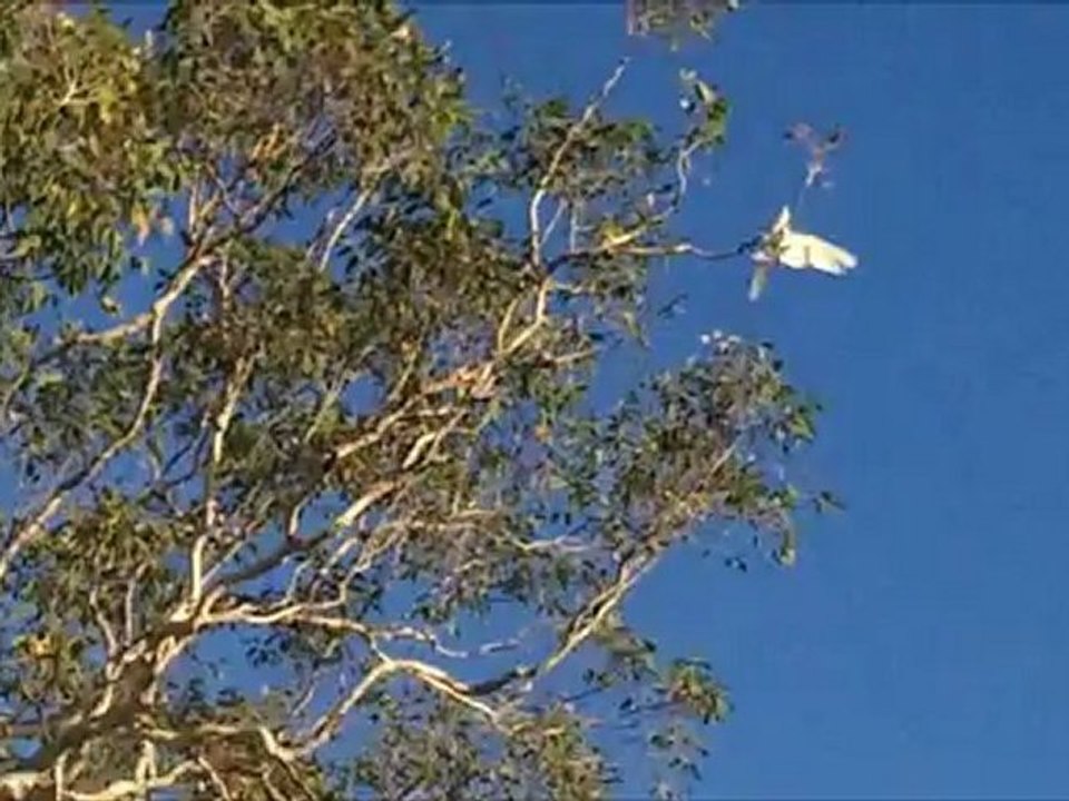 Chant des oiseaux - Réveil en musique