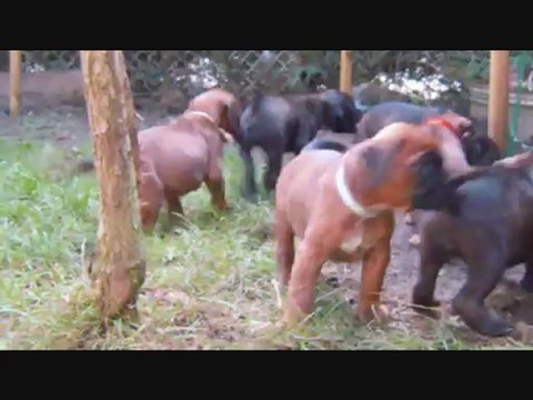 Les Bibous à 6 semaines, 2012-09-30 (CHEYENNE de SAINT QUINIS X UCELLO du DOLON / Portée des H 2012)