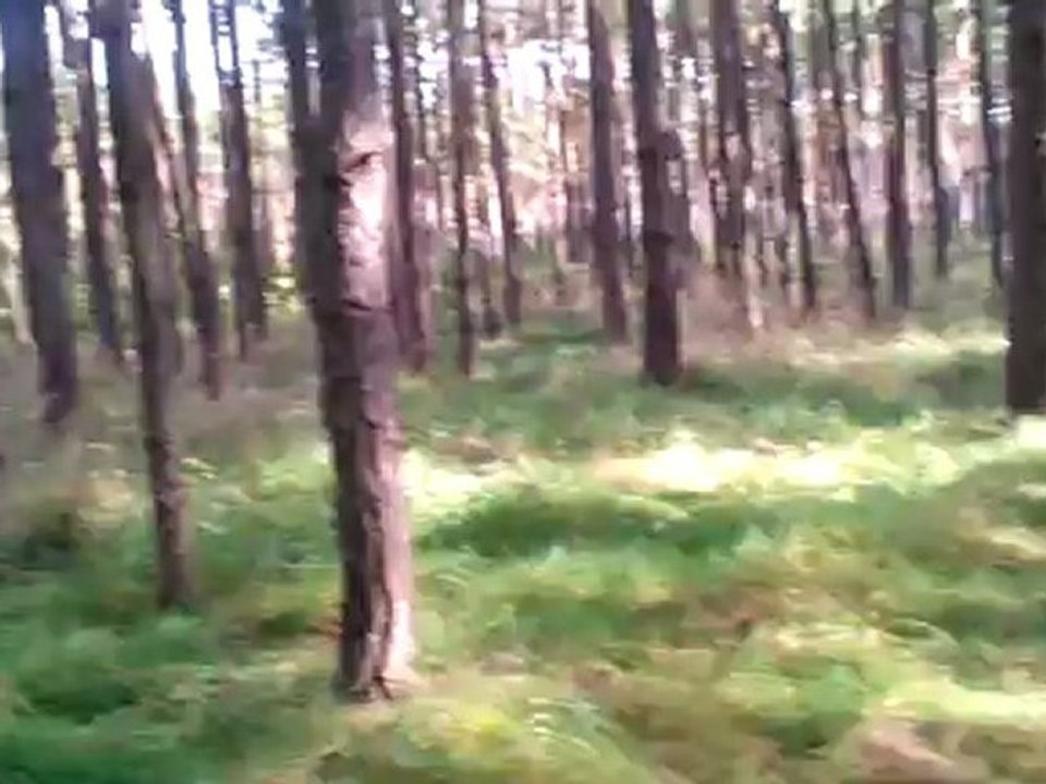 Jesienny spacer po lesie