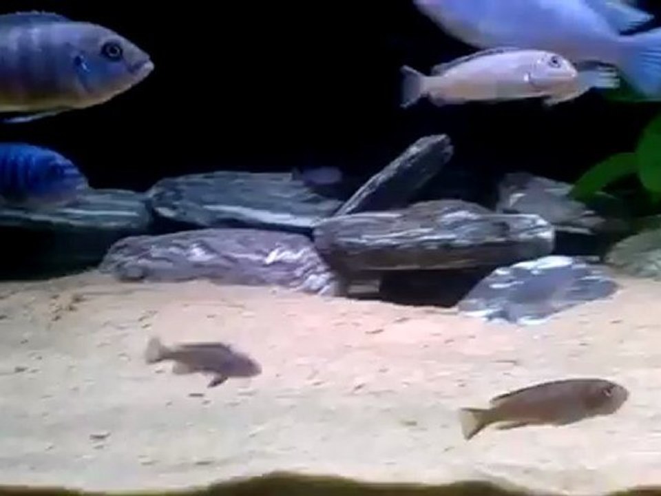Ağızları dolu Neon Spot dişilerim.