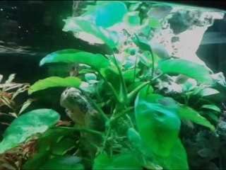 Neolamprologus multifasciatus