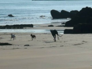 Los perros ya pueden bajar a la playa en Asturias