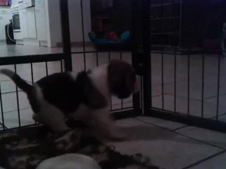 Tata Early et les bébés 01.10.12