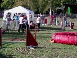 Taiga, epagneul reton, agility, sarreguemines 2012, Jumping