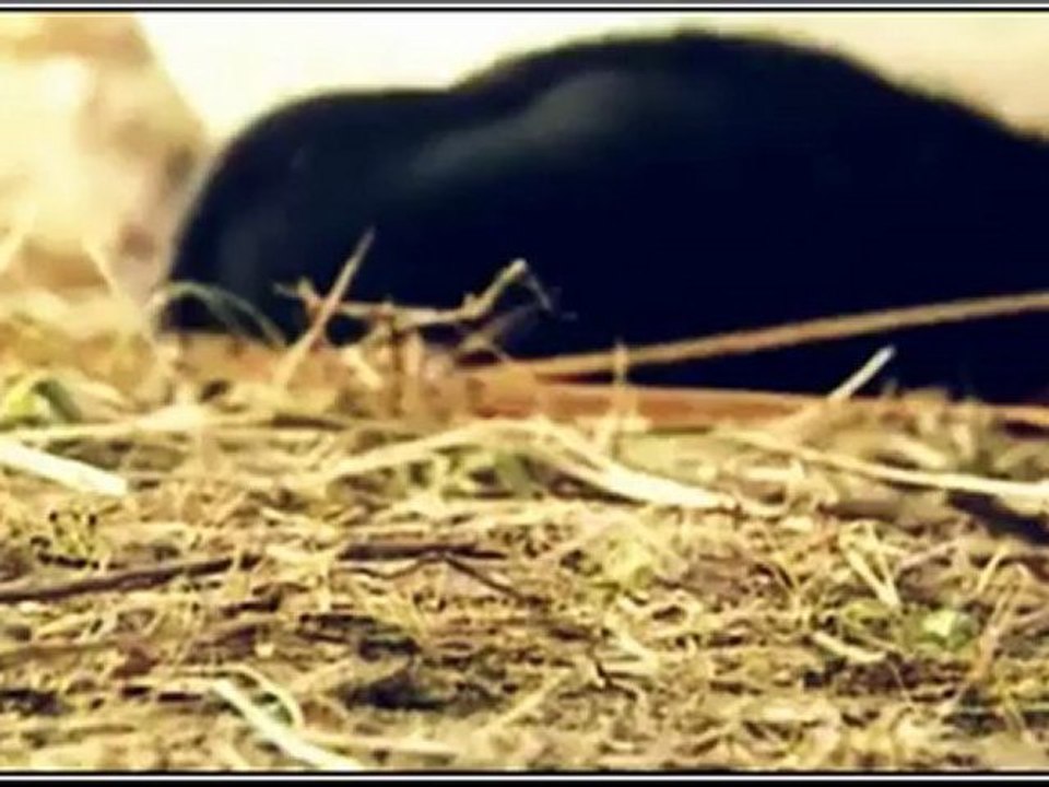Clip hiệp nữ náo thiên quan_Nicky-Vicky
